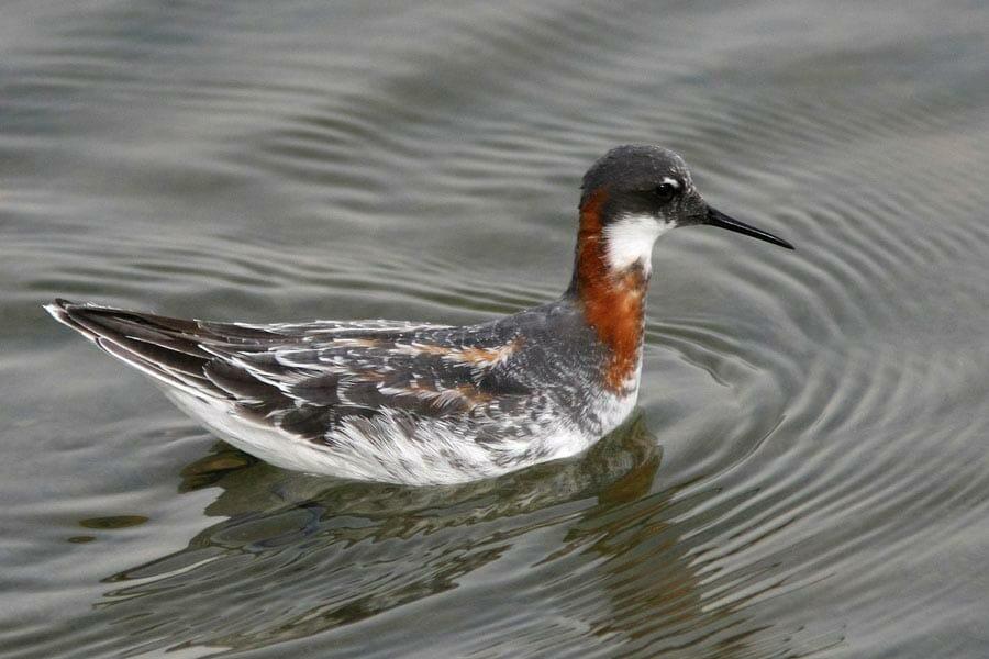 Red-necked Phalarope swimming in water