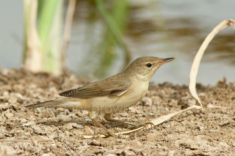 Caspian Reed Warbler standing on the ground