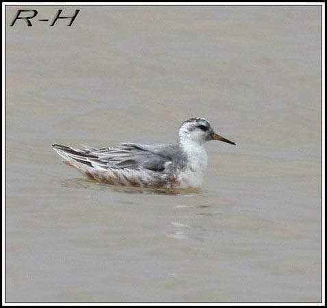 Grey Phalarope swimming in water