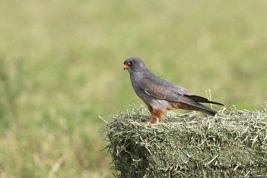 Red-footed Falcon perching on haystack