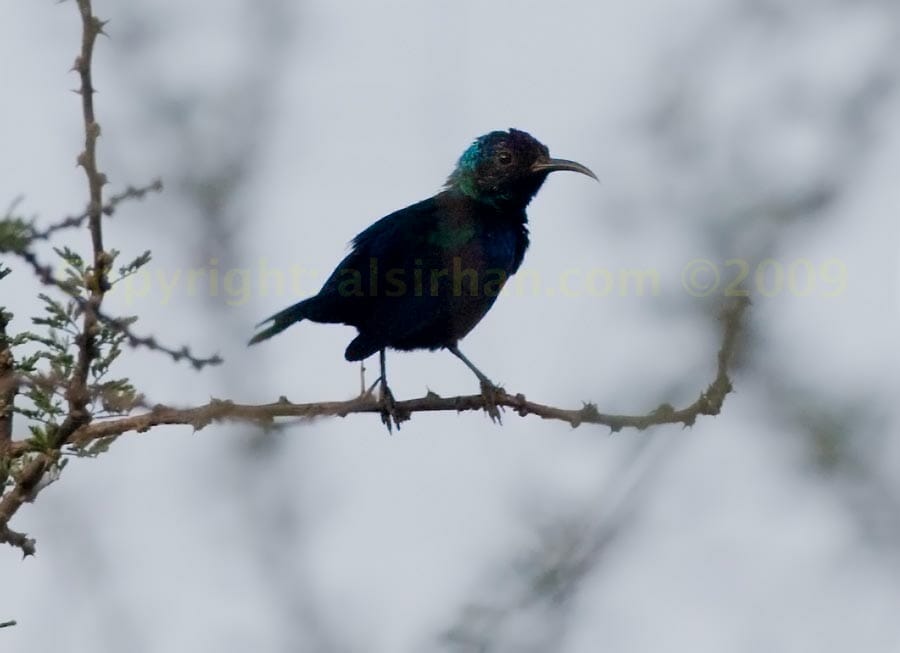 Palestine Sunbird perched on a branch