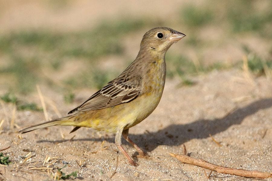 Black-headed Bunting standing on the ground