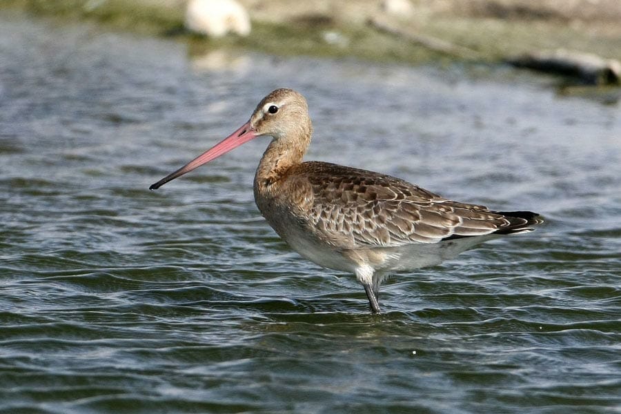 Black-tailed Godwit standing in water