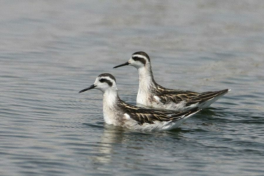 Red-necked Phalarope swimming in water