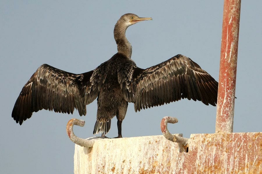 Socotra Cormorant perched on a bouy