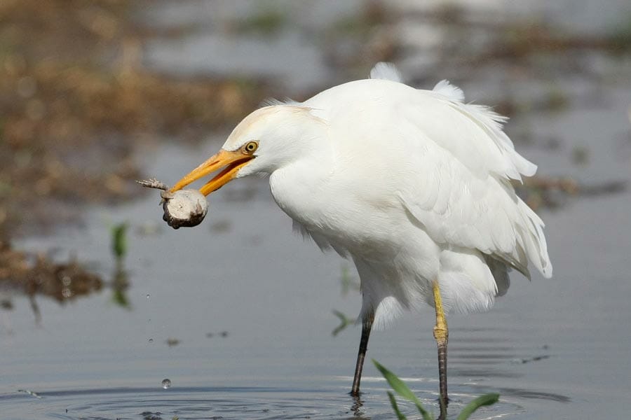 Western Cattle Egret with a toad in its bill