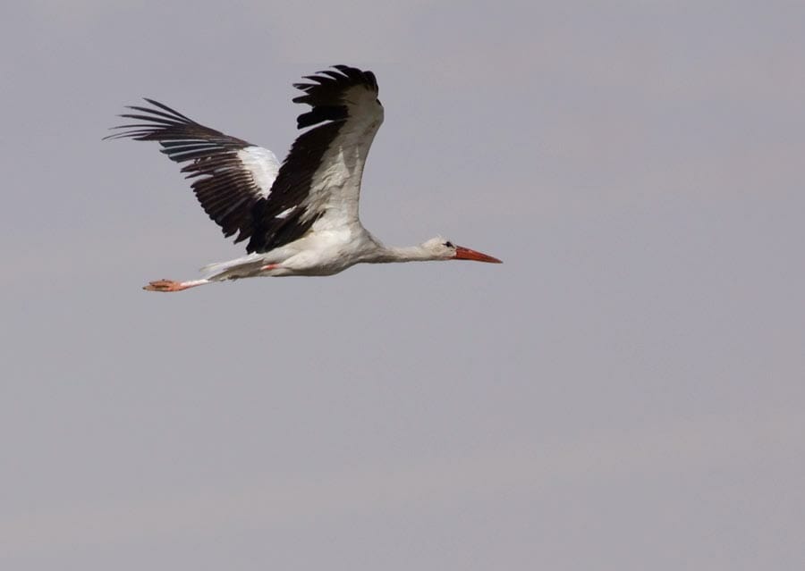 Western White Stork in flight