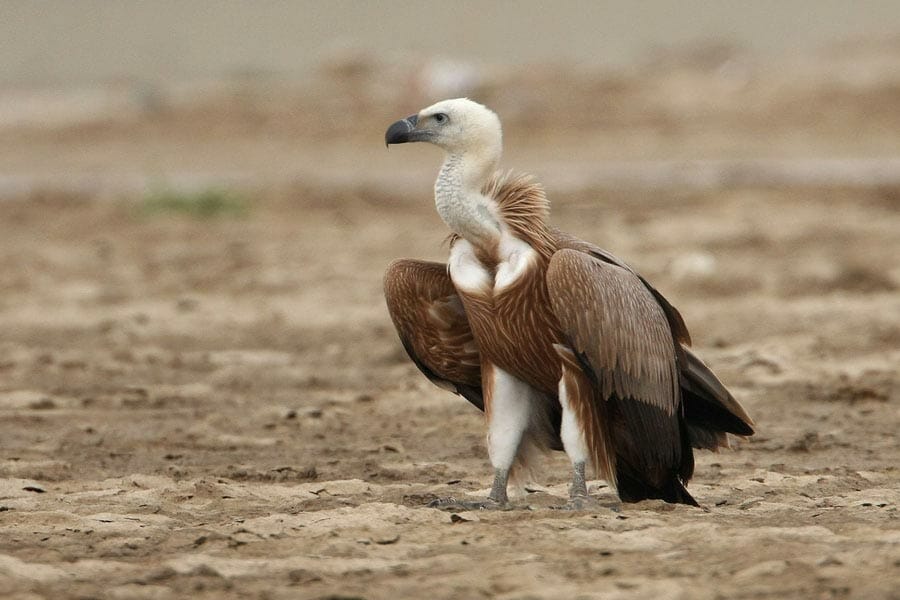 Eurasian Griffon Vulture standing on the ground