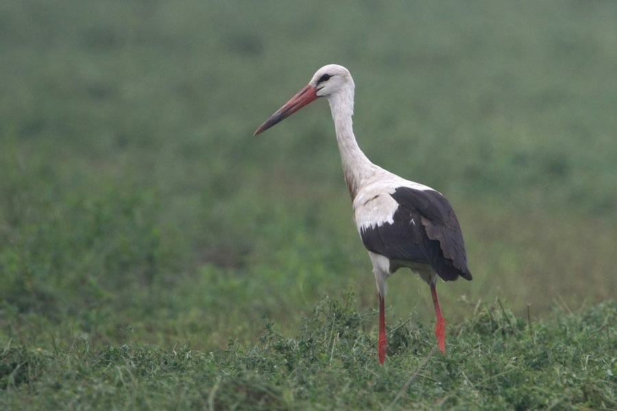 White Stork standing on a green field