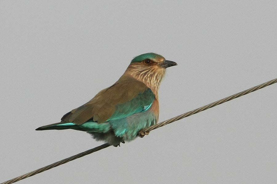 Indian Roller perched on a electrical wire