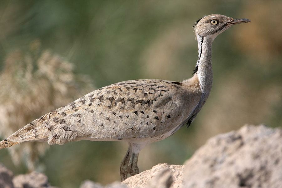 Macqueen’s Bustard standing on the ground