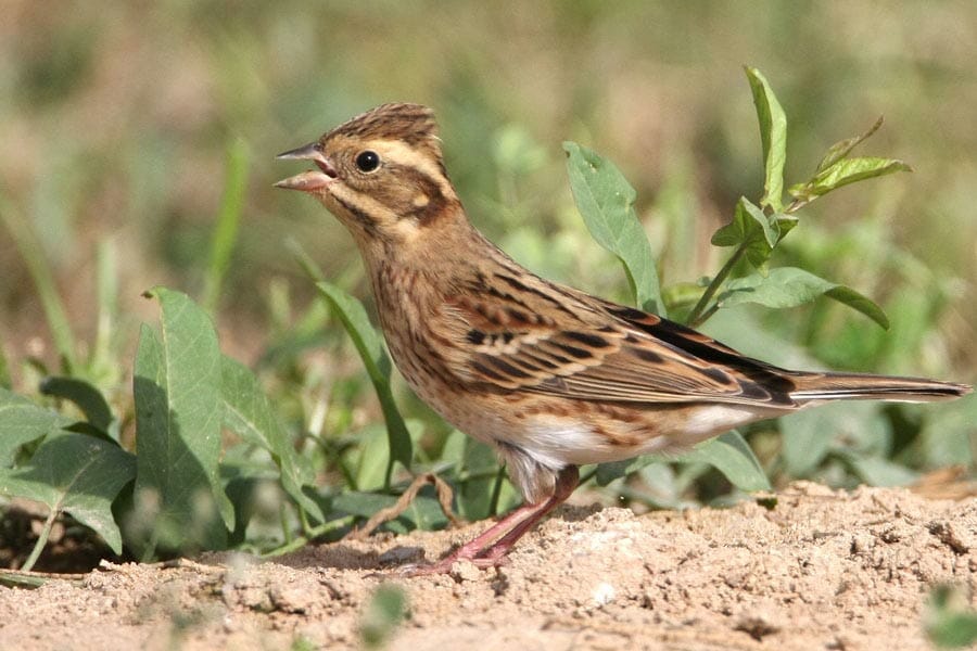 Rustic Bunting standing on the ground