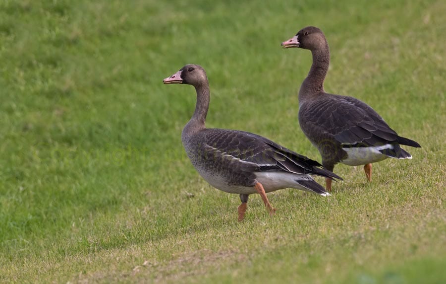 Twi Greater White-fronted Geese standing on grassy field