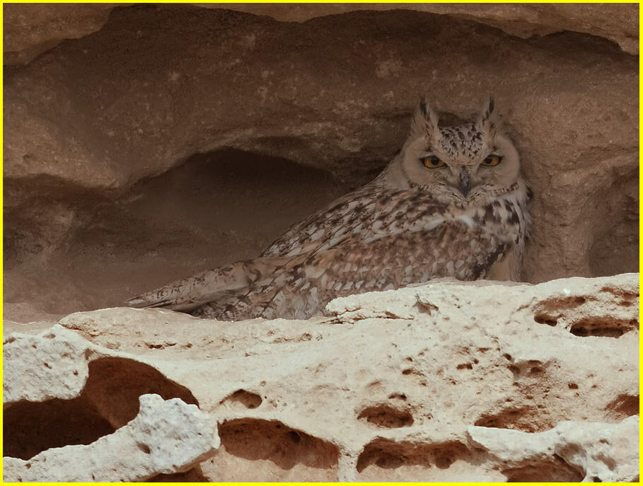 Pharaoh Eagle Owl sitting in a crevice