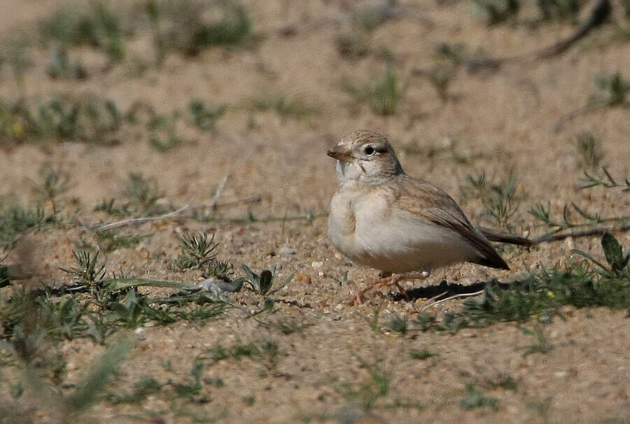 Arabian Lark Eremalauda eremodites