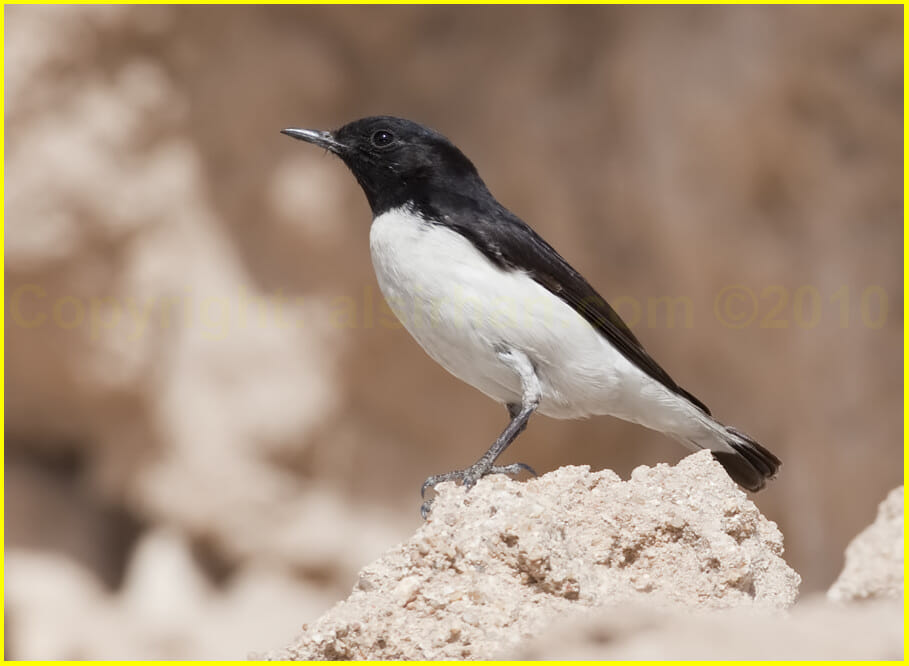 Hume's Wheatear perched on a mound