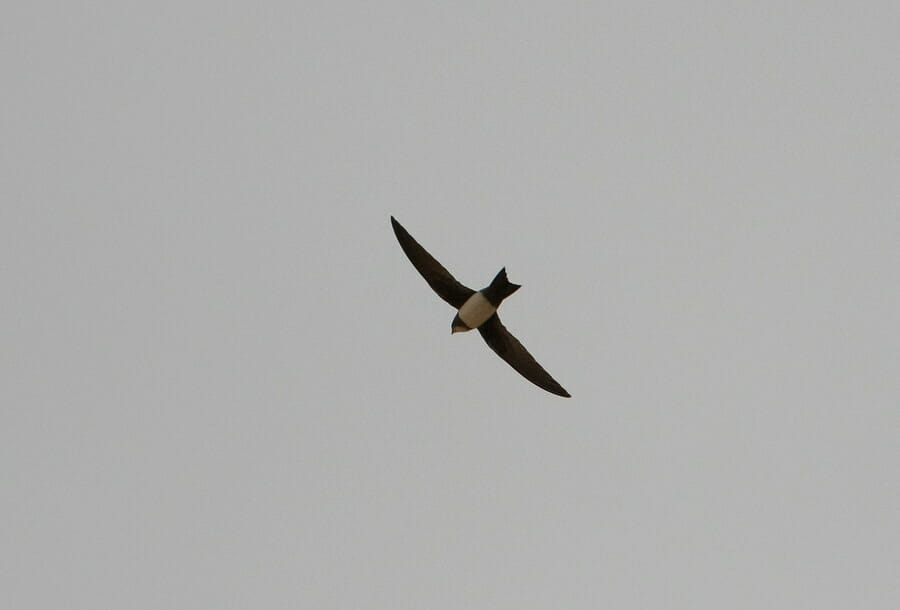 Alpine Swift in flight