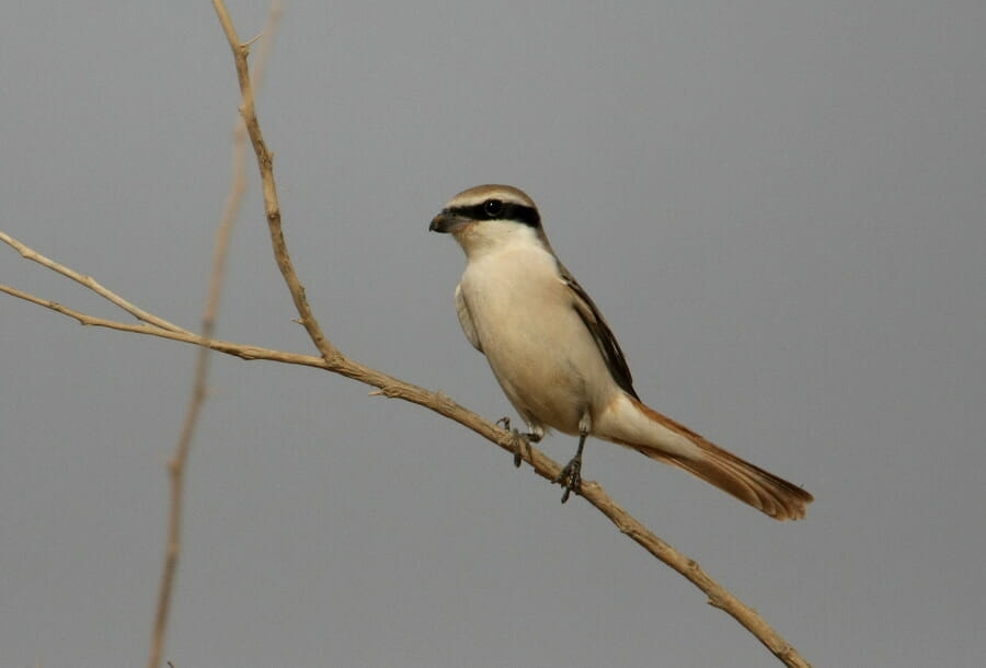 Turkmenistan Shrike perched on a branch