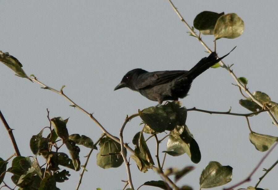 Ashy Drongo perched on a tree