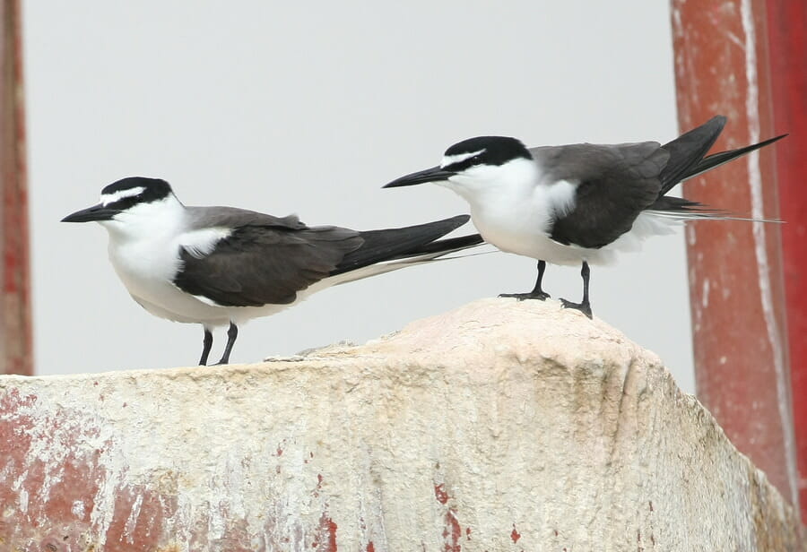Bridled Tern perched on a rock