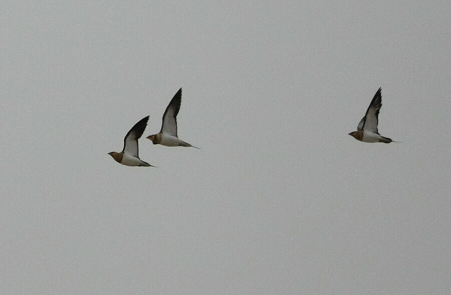 Pin-tailed Sandgrouse in flight