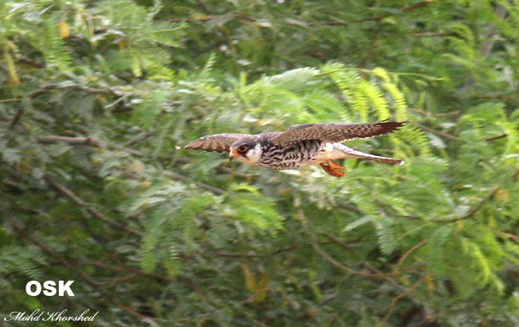 Amur Falcon in flight