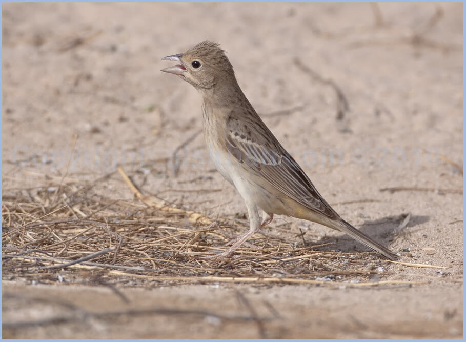 Black-headed Bunting standing on the ground