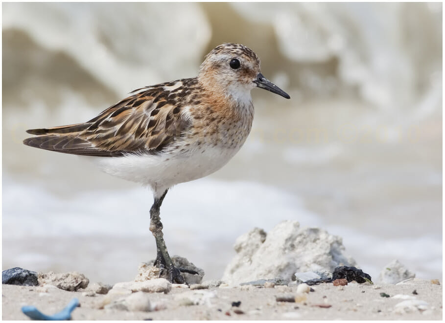Little Stint perched on a rock