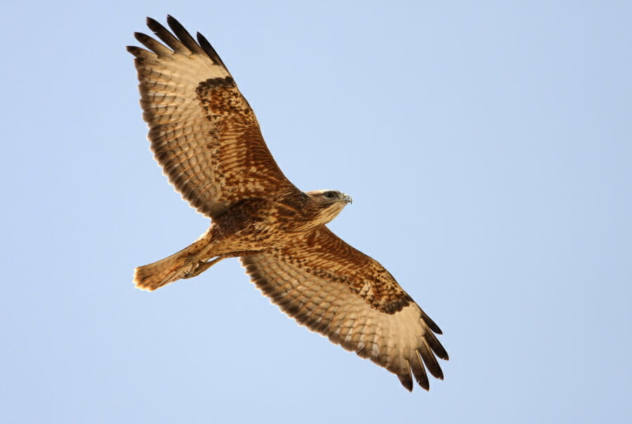 Common Buzzard in flight