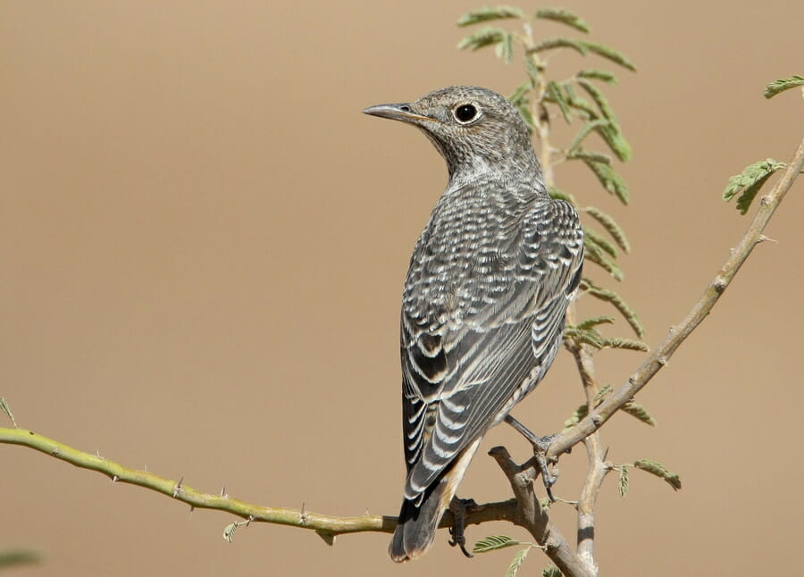 Common Rock Thrush perched on a branch of a tree