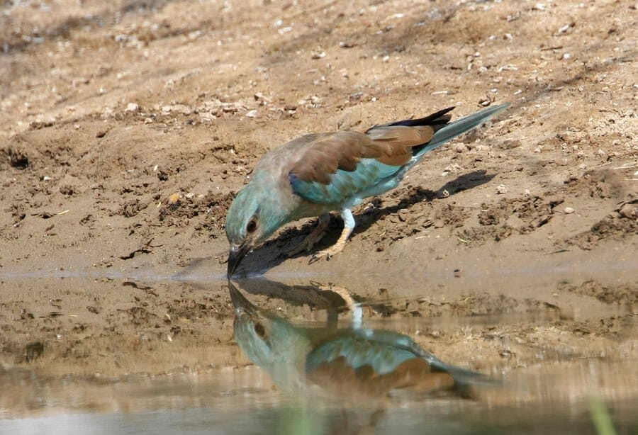 European Roller drinking water from a pool