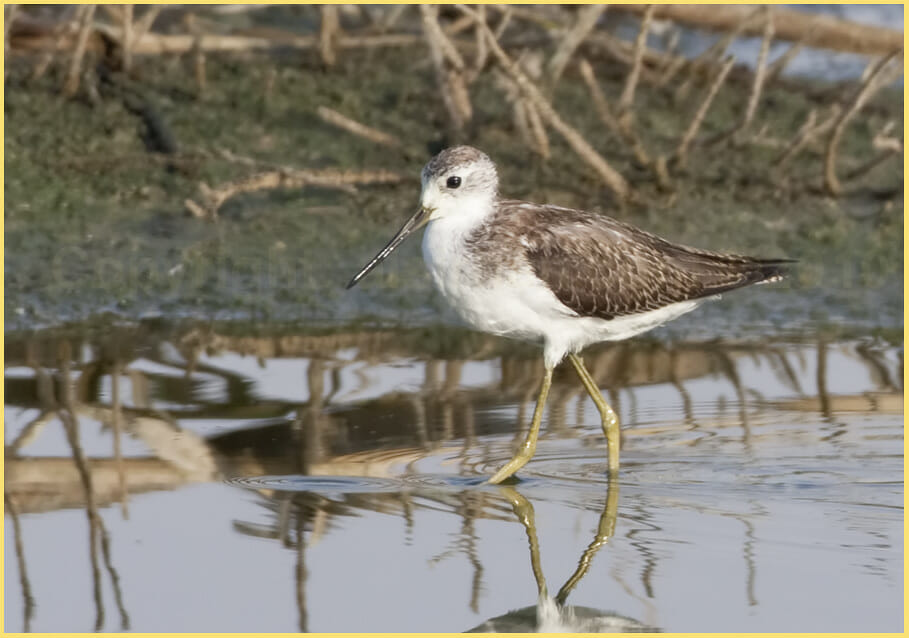 Marsh Sandpiper standing in water