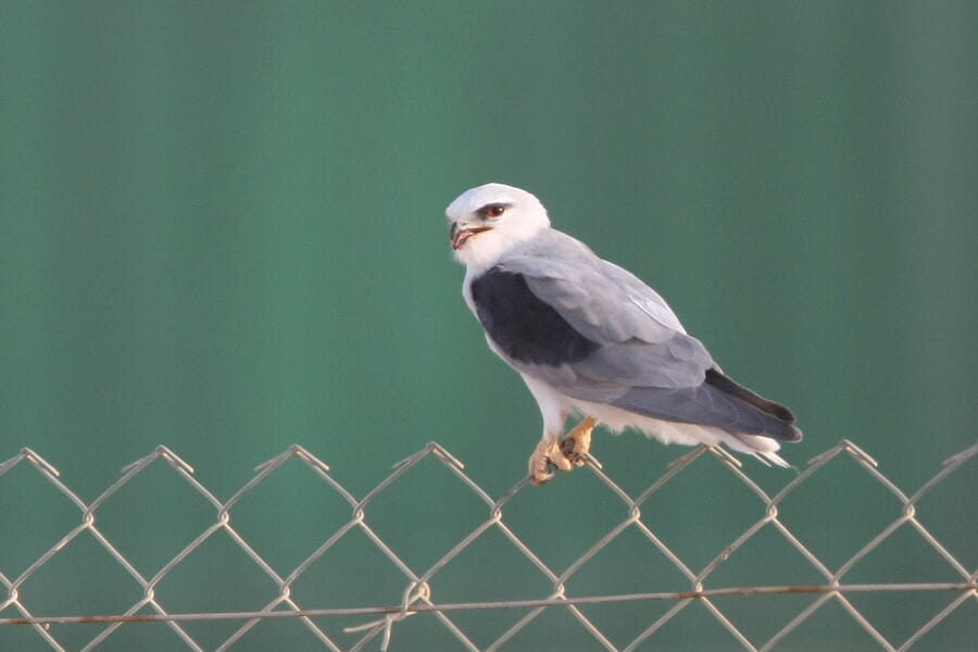 Black-winged Kite perched on a fence