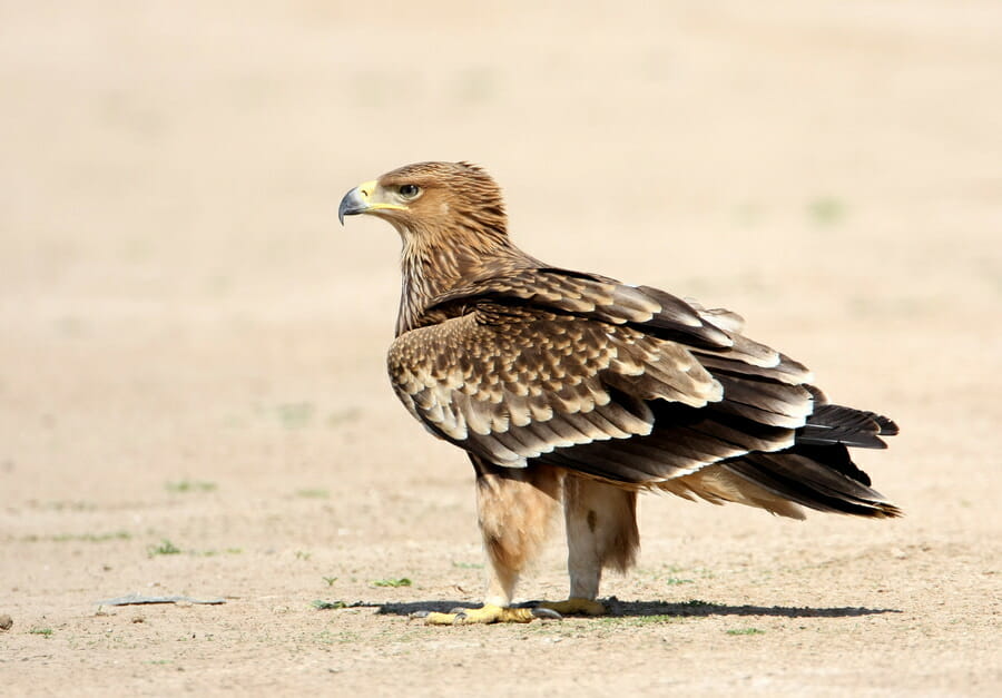 Imperial Eagle perching on ground