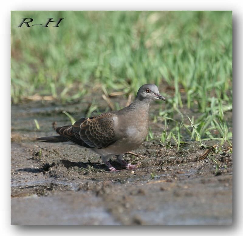 Oriental Turtle Dove Streptopelia orientalis meena standing on the ground