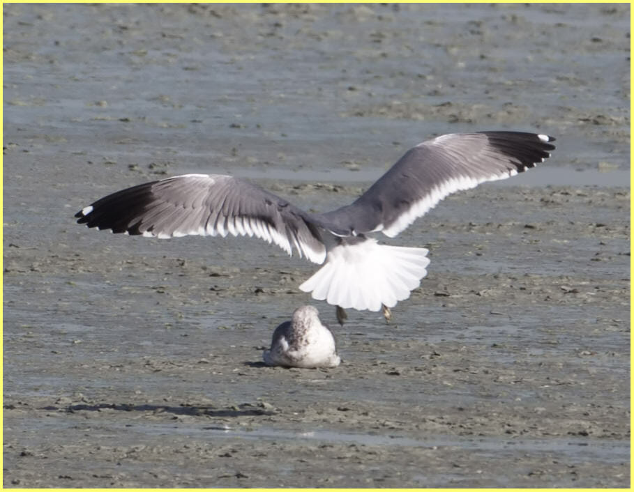 Armenia Gull landing with raised wings