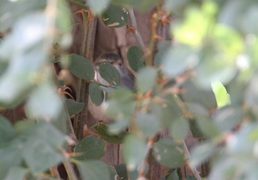 Dusky Warbler in a tree