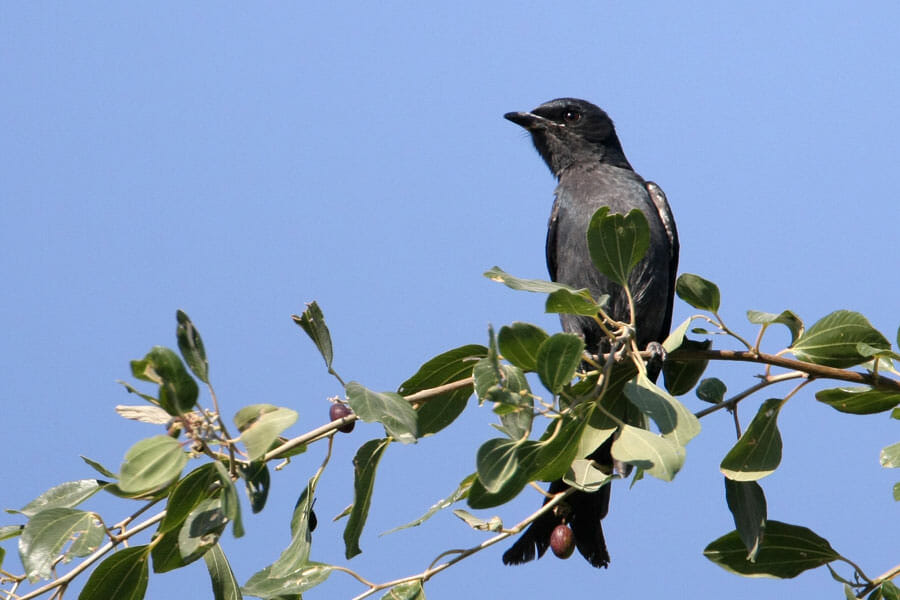 Ashy Drongo perched on a branch of a tree