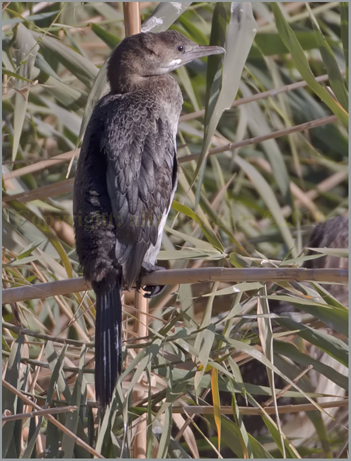 Juvenile Pygmy Cormorant perched on reed stem