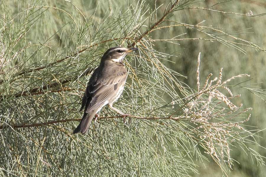 Redwing perched on a tree