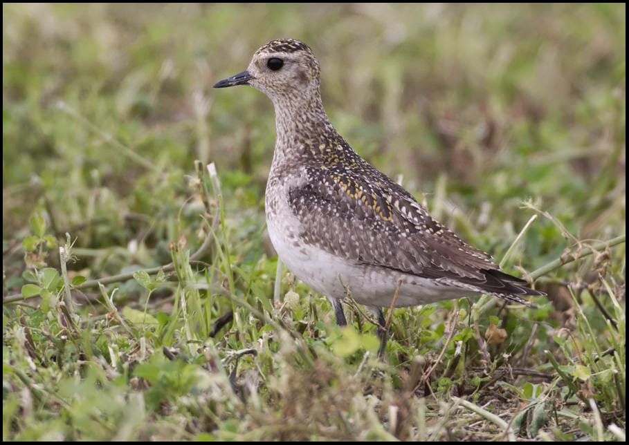 Eurasian Golden Plover perched on a mound