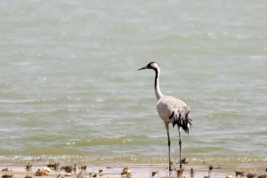 Common Crane standing on ground near shoreline