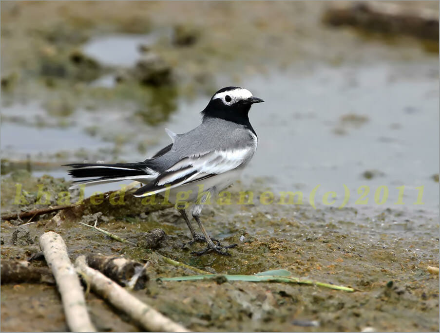 Masked Wagtail standing on the ground