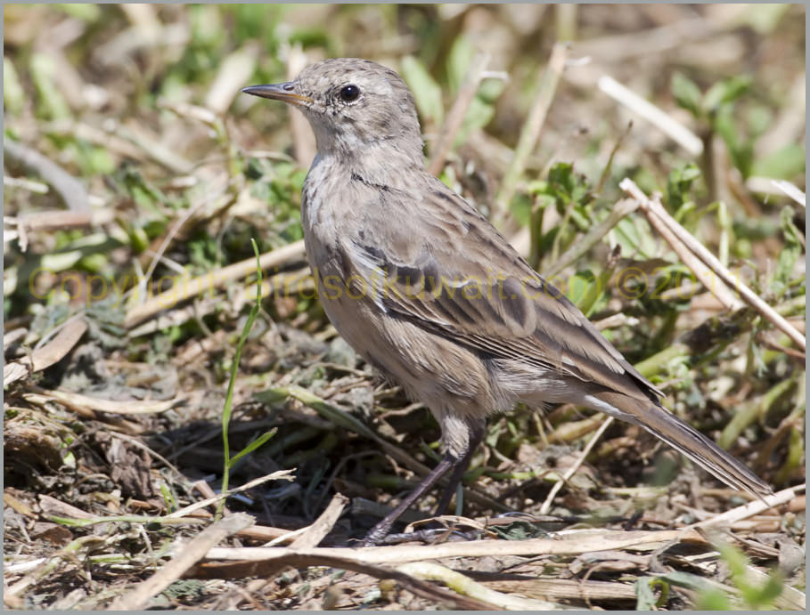 Water Pipit standing on the ground