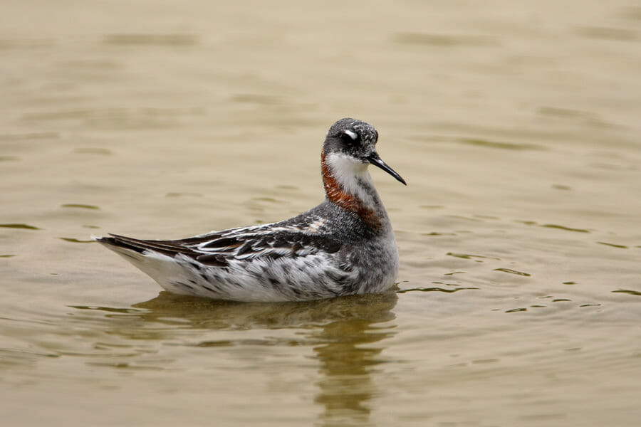 Red-necked Phalarope swimming in water