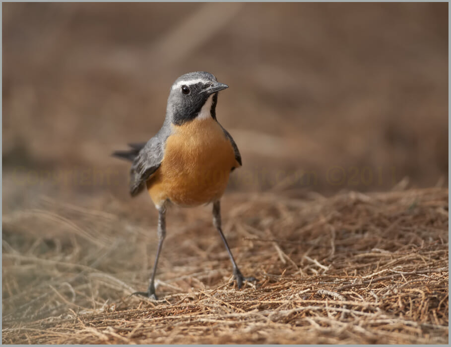 White-throated Robin standing on the ground