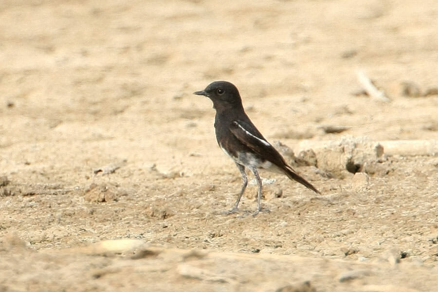 Pied Bush Chat standing on the ground