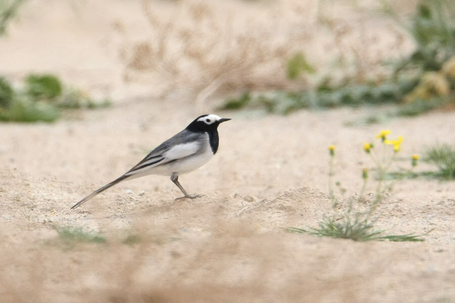 Masked Wagtail standing on the ground