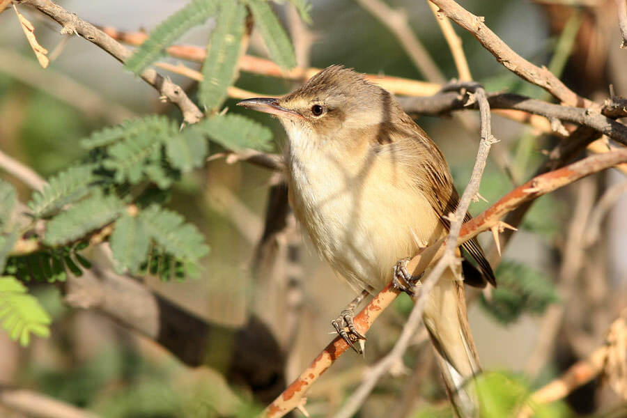 Basra Reed Warbler perched on a branch of a tree