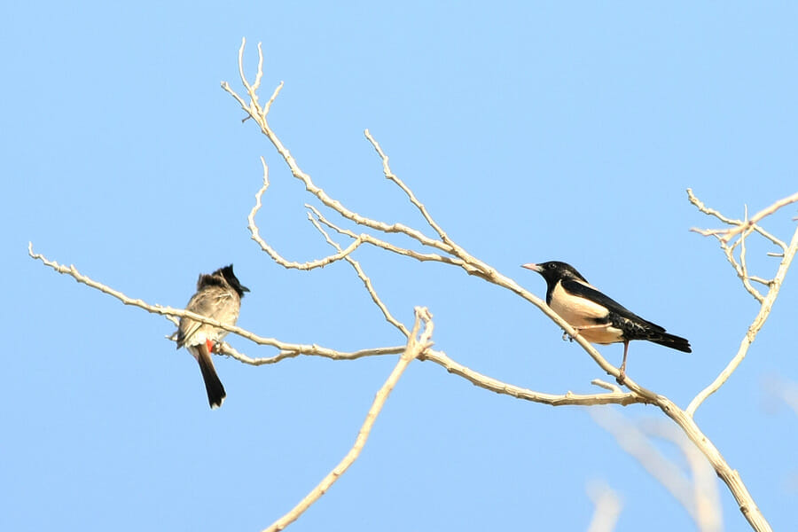 Rose-coloured Starling perched on a branch of a tree